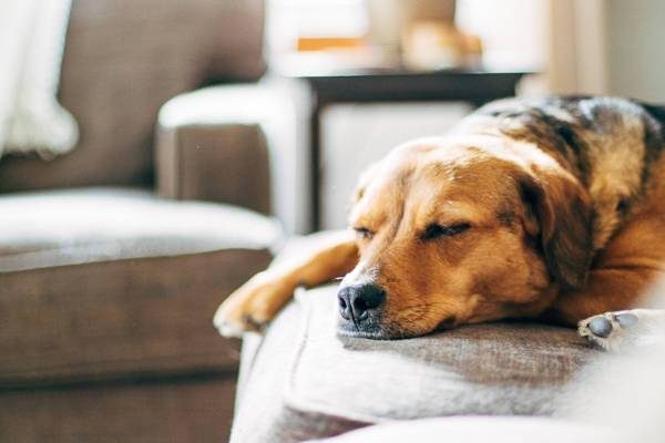 Dog laying on the couch.