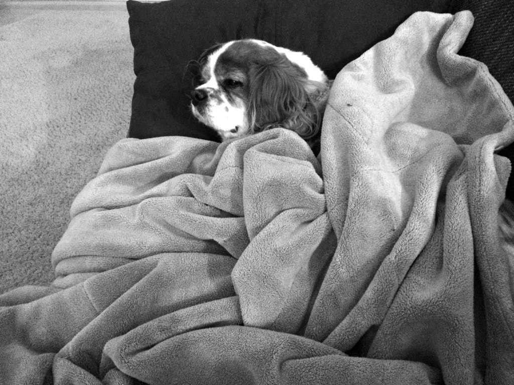 Dog under blankets.